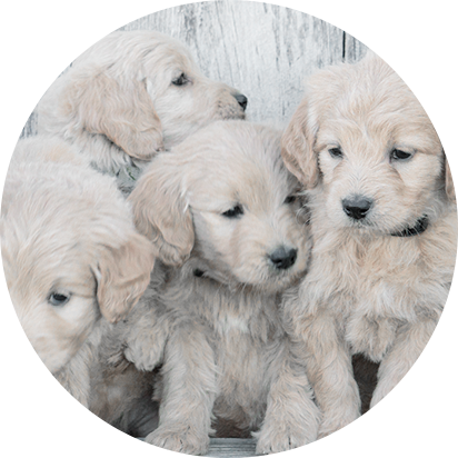 English goldendoodle puppies for sale